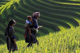 Northwest Vietnam Bike Trip Phu Yen, Mu Cang Chai, Sapa 7 Days
